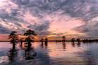 Sunset and silhouetted bald cypress trees, Caddo Lake, Texas. Worlds largest bald cypress forest. Art Print